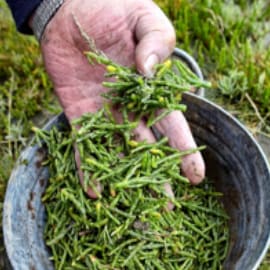 Samphire/Salicornia
