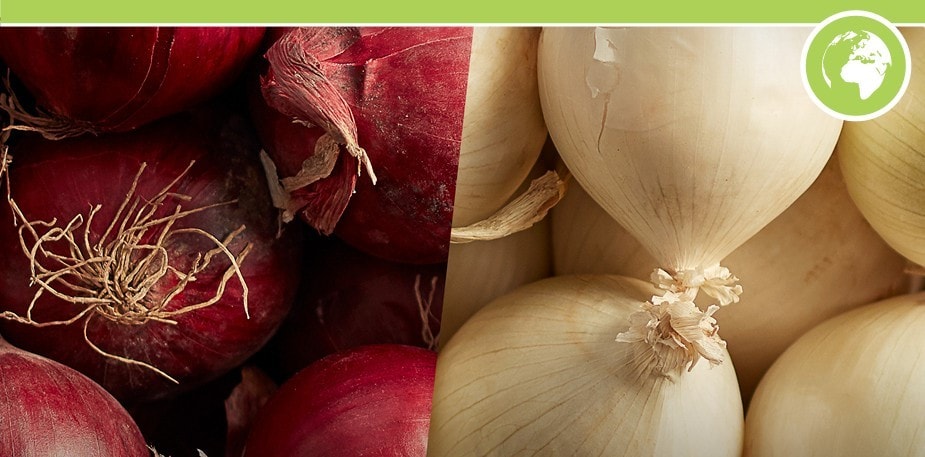 Knorr Professional Supports Sustainable Cooking