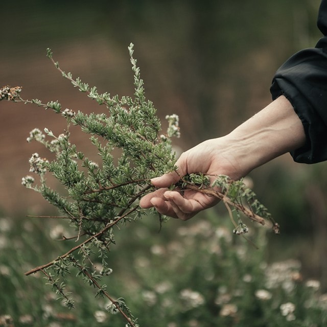 2 South African Restaurants Foraging Their Way to the Top