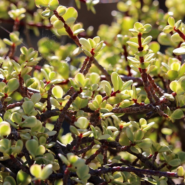 6 Wild Plants Every Chef Should Use