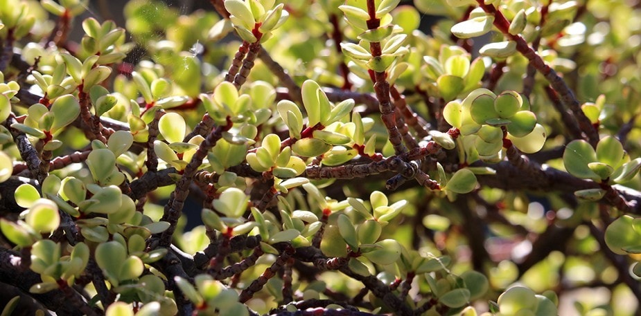 6 Wild Plants Every Chef Should Use