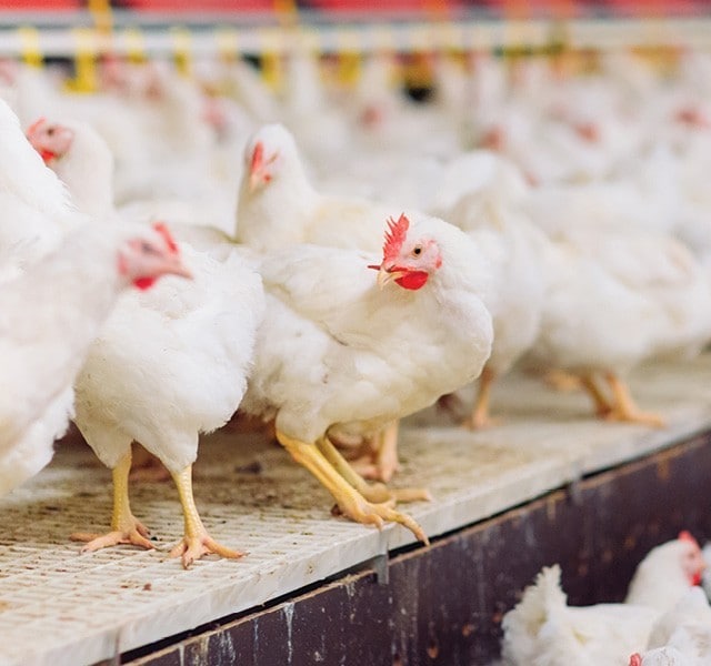 What you Need to Know About Bird Flu