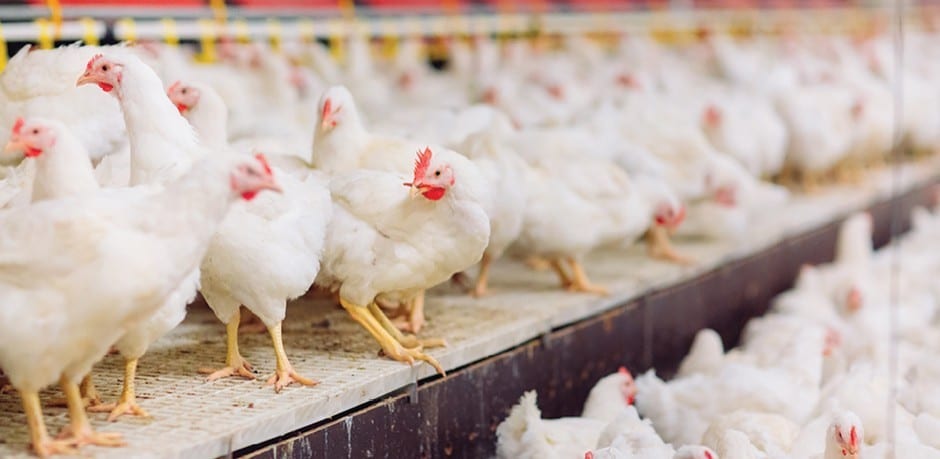 What you Need to Know About Bird Flu