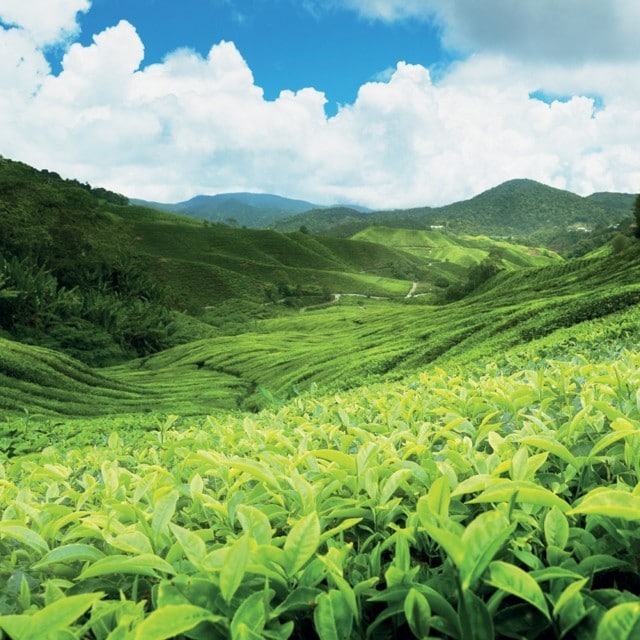 Sustainability…What Does it Mean to You?